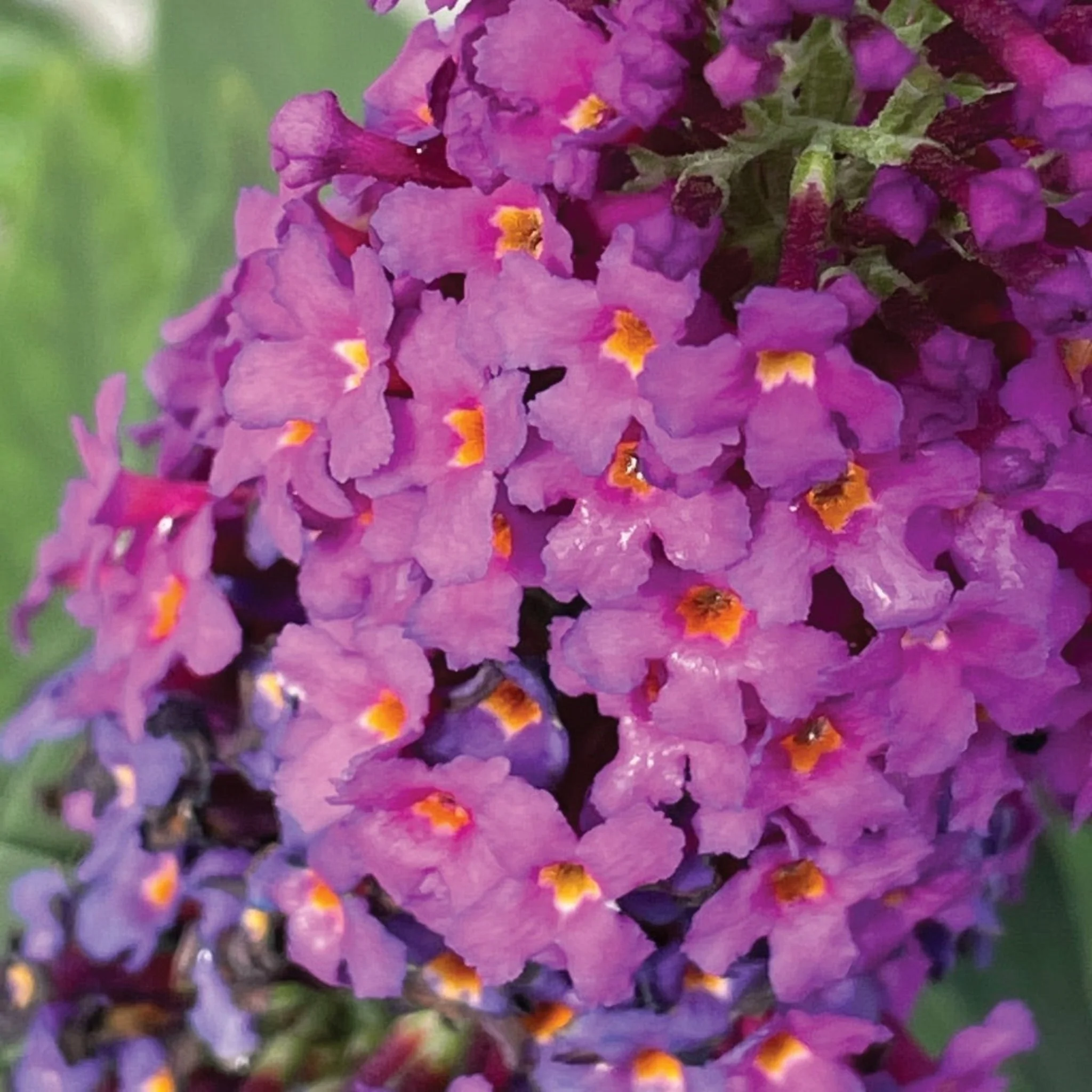 Birthday Cake™ Butterfly Bush - Image 3