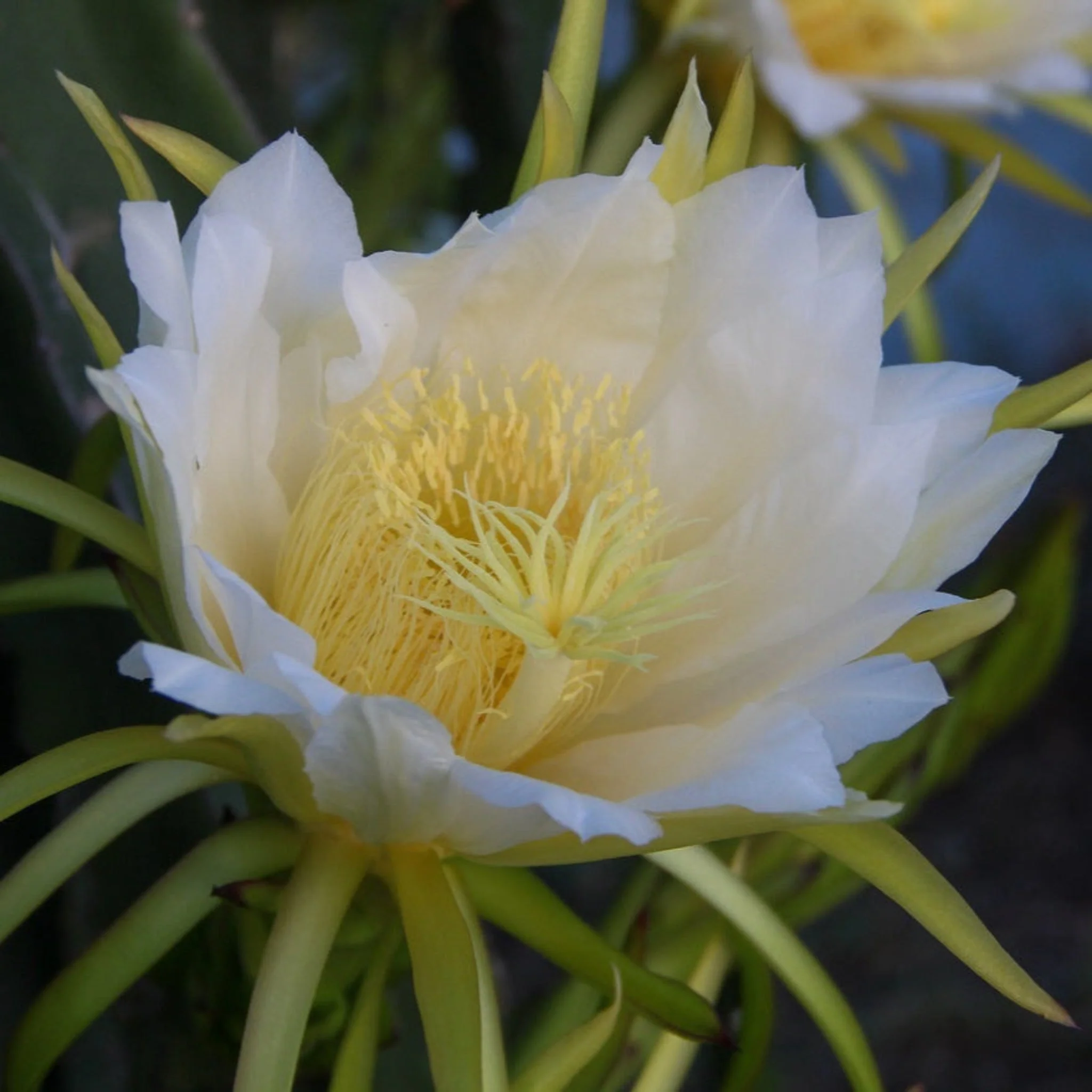 Dragon Fruit - Image 3