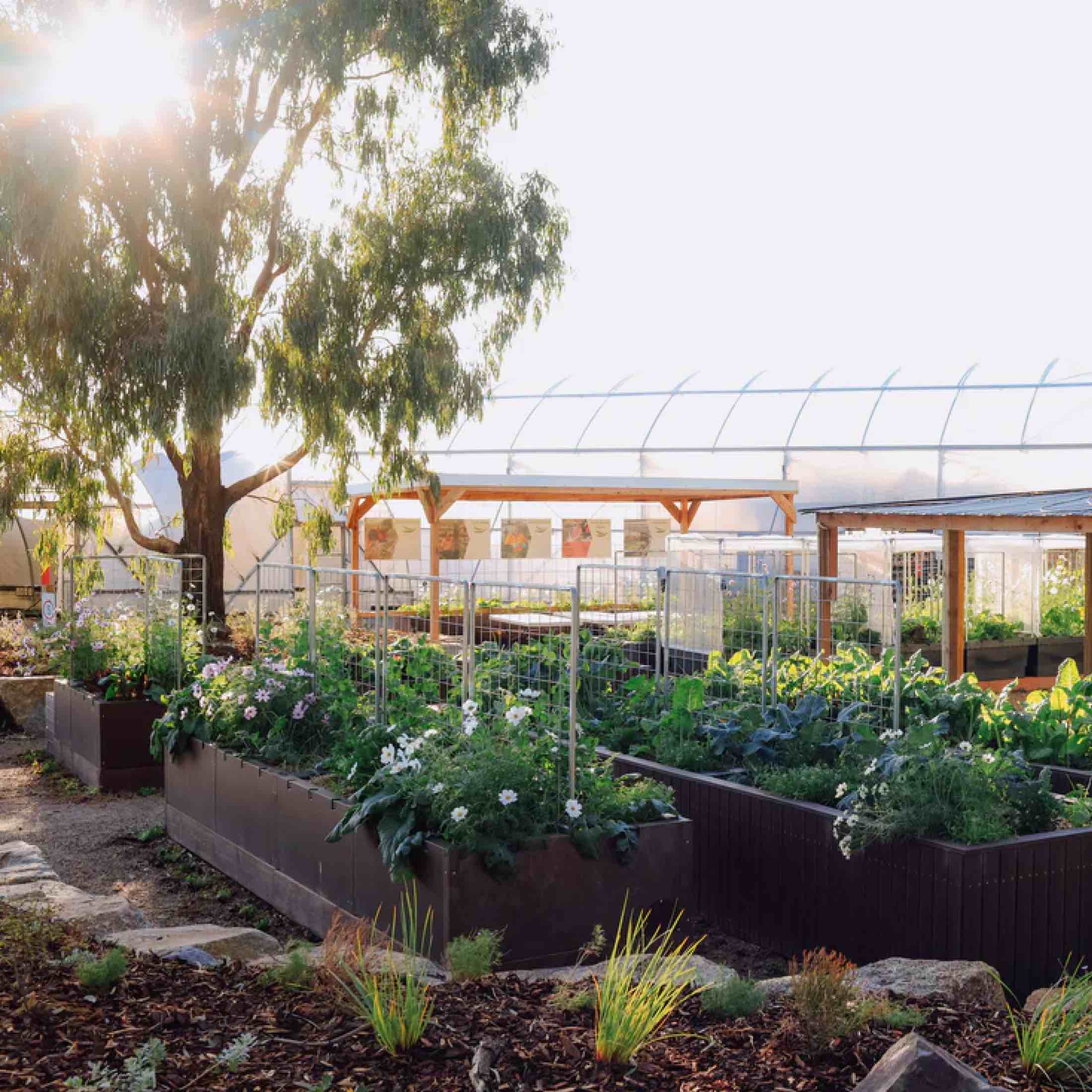 Foodcube™  Slim - The Next Generation of Self Watering Raised Garden - Image 9