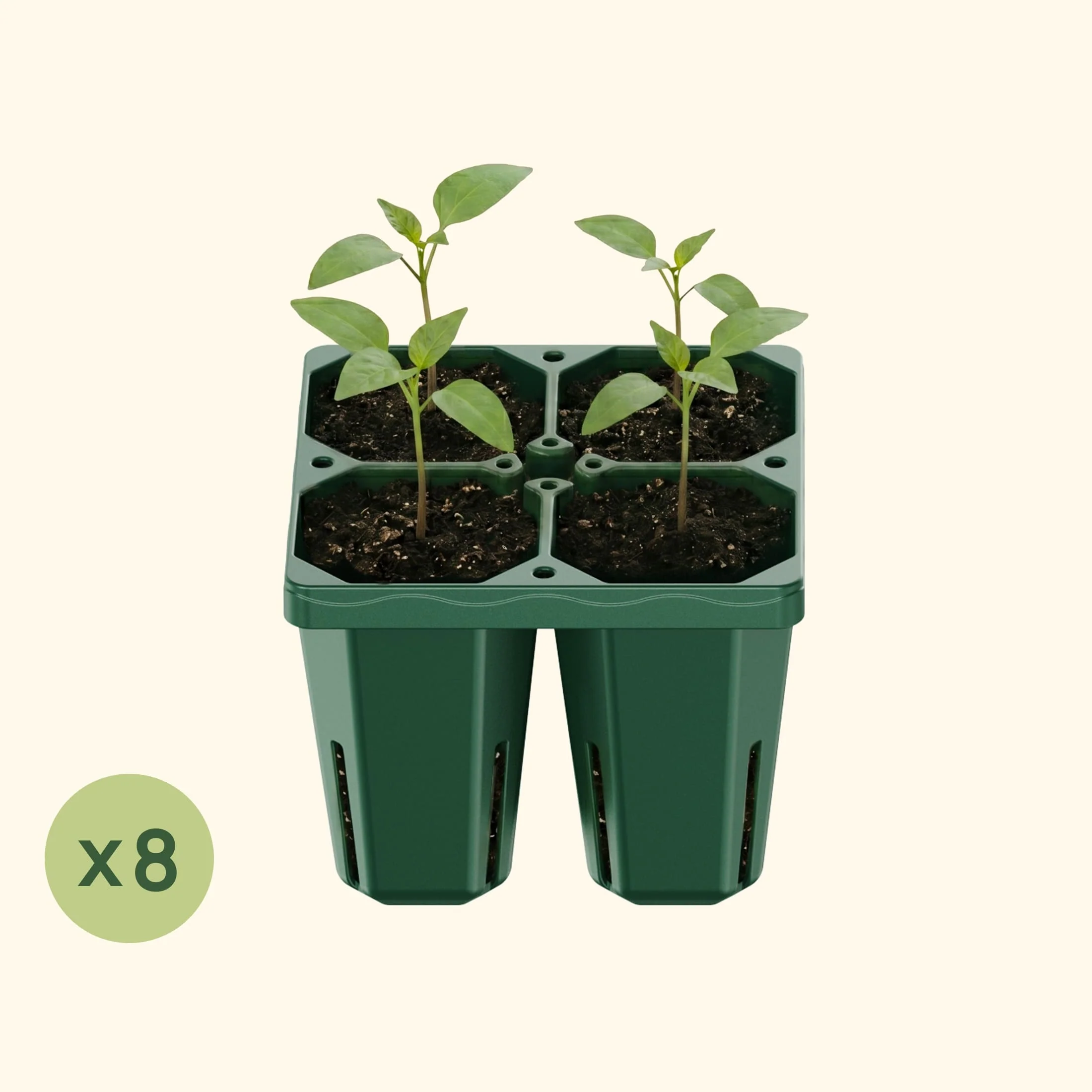 Jumbo Seedling Tray - 5" x 5" - Image 15